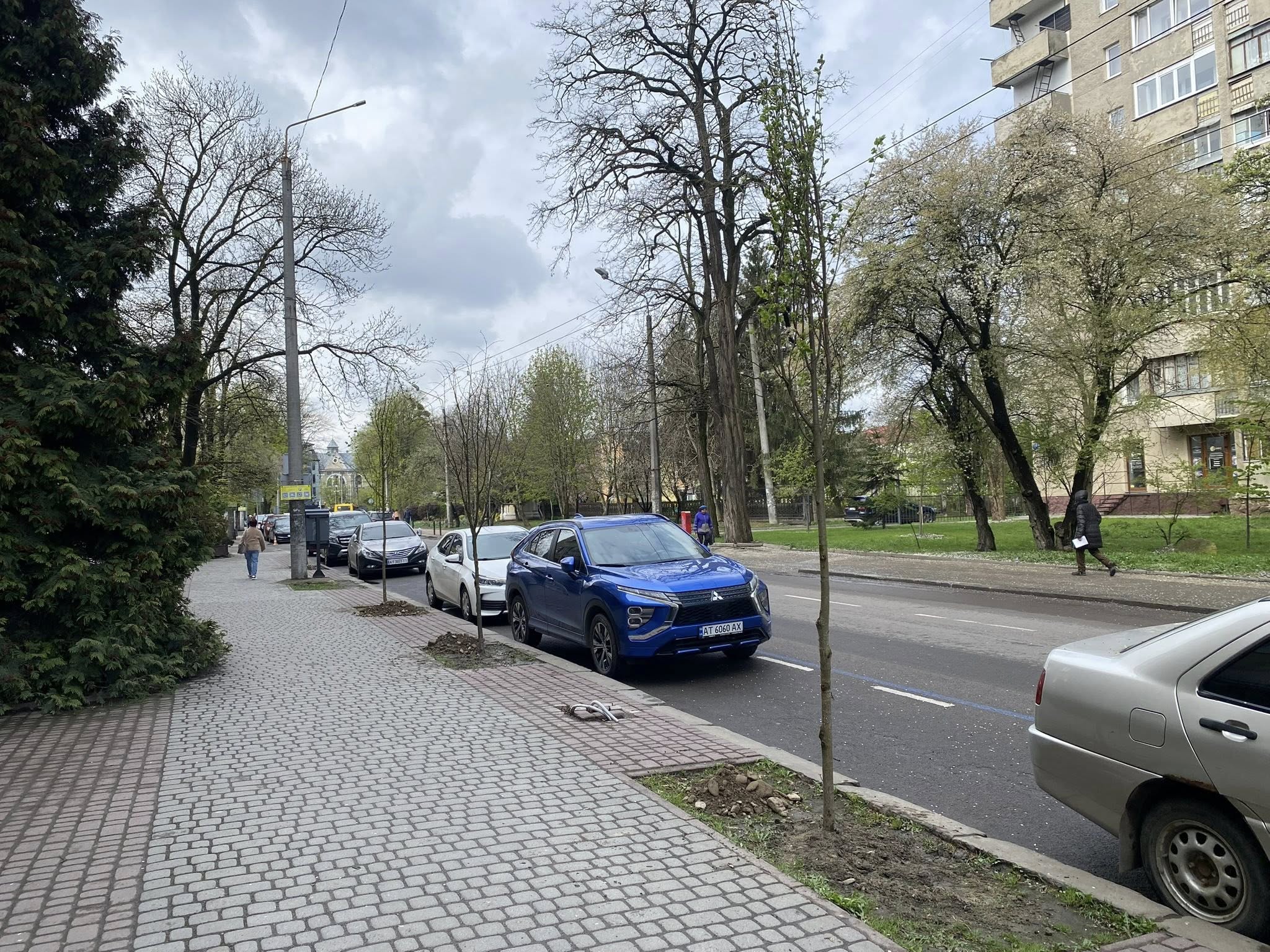 У Франківську висаджують липи: де з’явилися нові дерева (ФОТО)