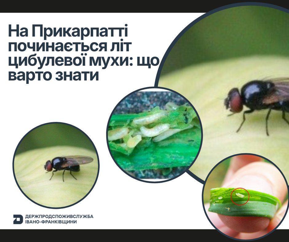 Цибулева муха на городі: франківські експерти радять, як захистити цибулю та часник у травні