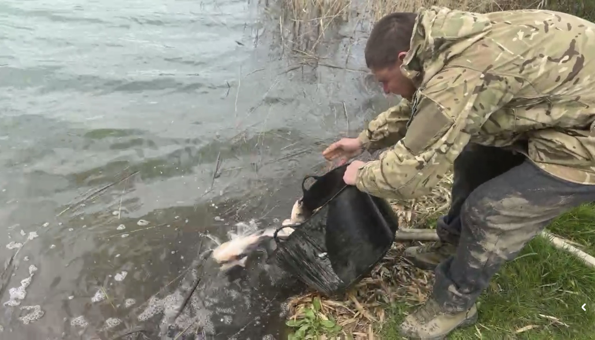 У Надвірній зарибнили озеро товстолобом для природного очищення води (ВІДЕО)