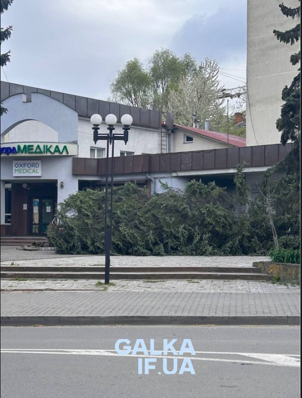 На розі вулиць Незалежності-Підгірянки впала ялина (ФОТОФАКТ)