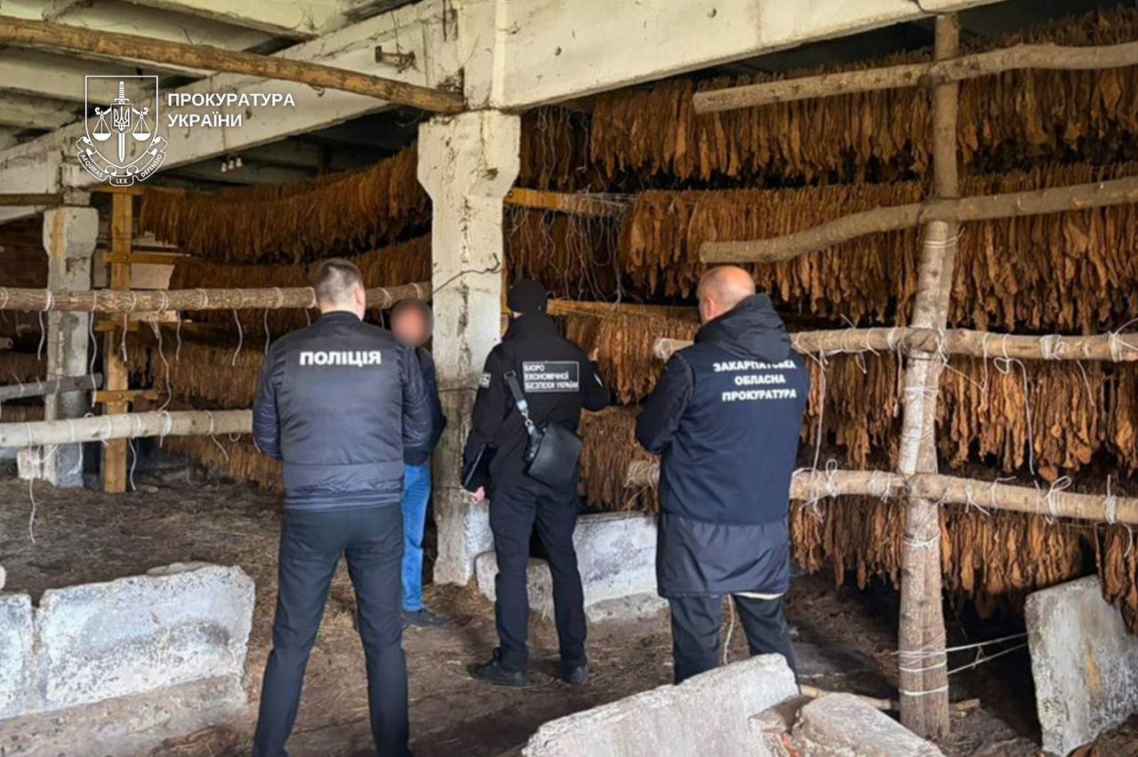 На Прикарпатті та Закарпатті викрили підпільну тютюнову мережу: 25 гектарів посівів і 8 тонн сировини (ФОТО, ВІДЕО)