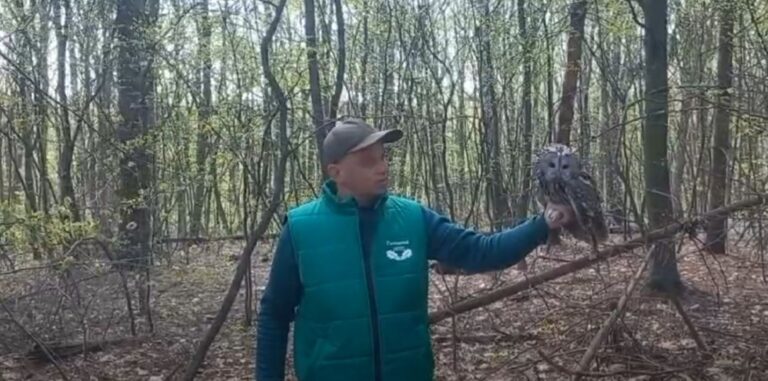 У Галицькому національному природному парку випустили у природу лелек і сіру сову після реабілітації (ВІДЕО)