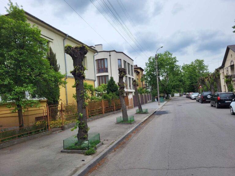 У Франківську самовільно обрізали 11 лип на Гриневичів: про випадок повідомили у поліцію (ФОТО)
