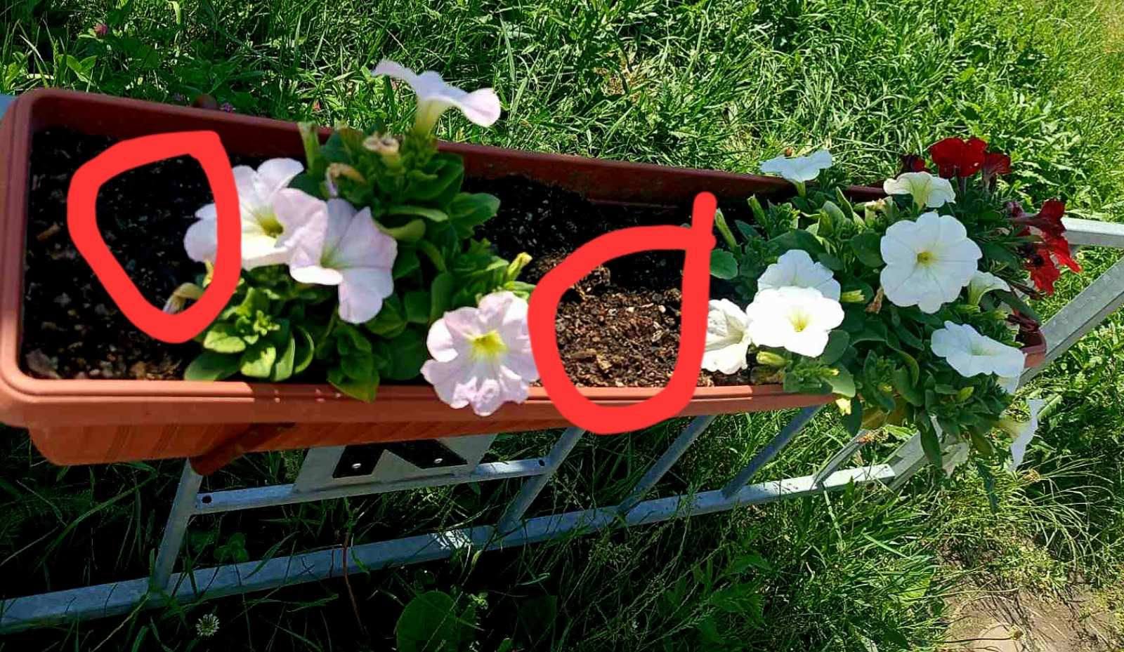 У Калуші почастішали крадіжки квітів із міських клумб