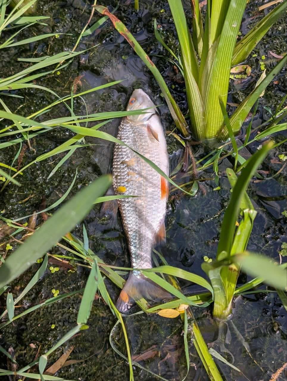 У річці Сівка на Калущині масово загинула риба — мешканці вимагають перевірки (ФОТО)