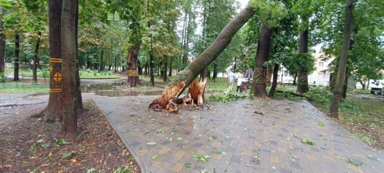 Негода повалила дерева та пошкодила віковий дуб у Коломиї (ФОТО)