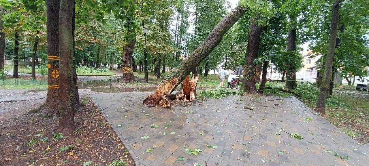 Негода повалила дерева та пошкодила віковий дуб у Коломиї (ФОТО)