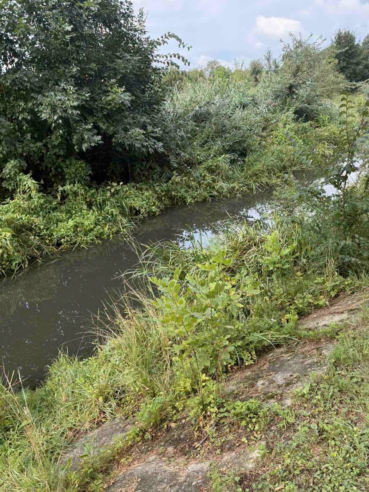 Масова гибель качок та риби у Калуші: у водоймі виявили азот амонійний та нітрати