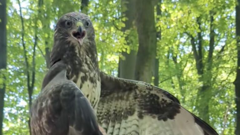 У Галицькому нацпарку після реабілітації випустили на волю канюка (ВІДЕО)