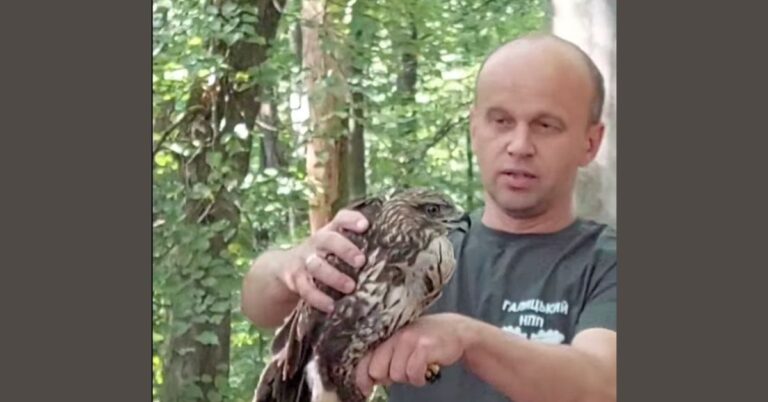 У Галицькому нацпарку випустили на волю реабілітованого канюка (ВІДЕО)