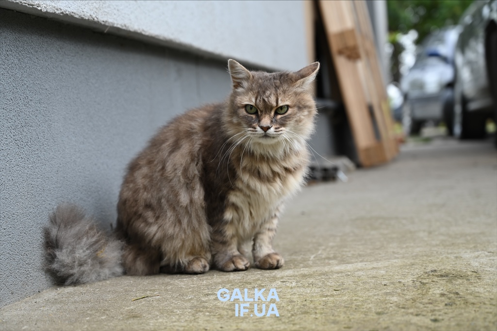«Перемога життя над руїнами»: у Лисці відкрили мурал, який два місяці створювали разом із військовими (ФОТО)
