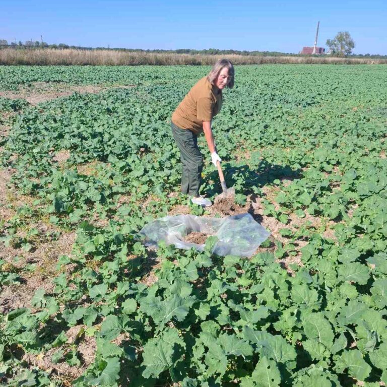 На Франківщині шкідники загрожують посівам пшениці та ріпаку: аграріїв попереджають про небезпеку (ФОТО)