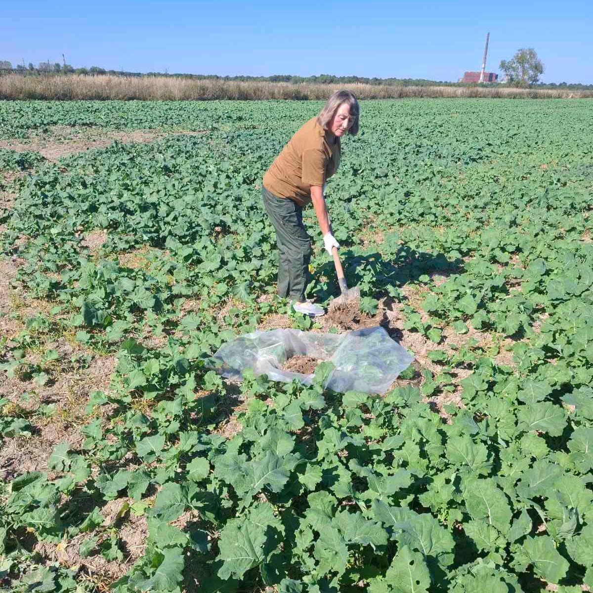 На Франківщині шкідники загрожують посівам пшениці та ріпаку: аграріїв попереджають про небезпеку (ФОТО)