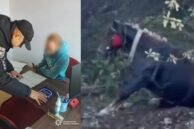 Оштрафували прикарпатця, який змушував кульгавого коня тягати деревину