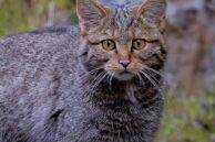 На території нацпарку «Синьогора» помітили червонокнижного лісового кота (ФОТО)